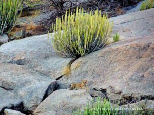 Heera at Jawai