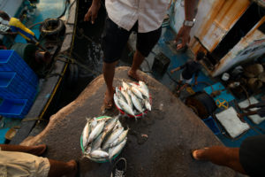 Sassoon Docks