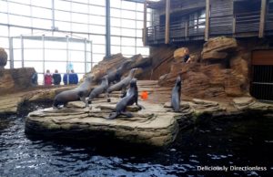 Seals at Nausicaa